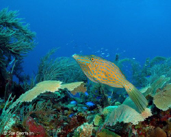 scrawled File Fish in Utila by Susan Beerman 